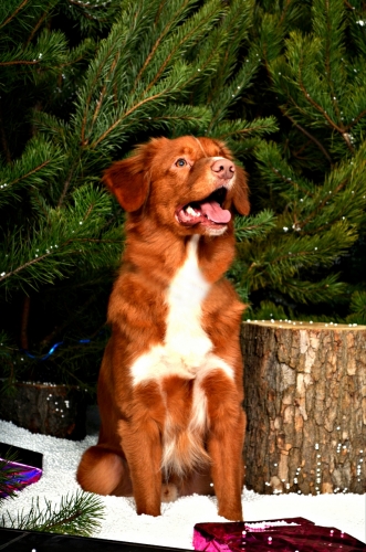 Толлер Sight Of The Winner