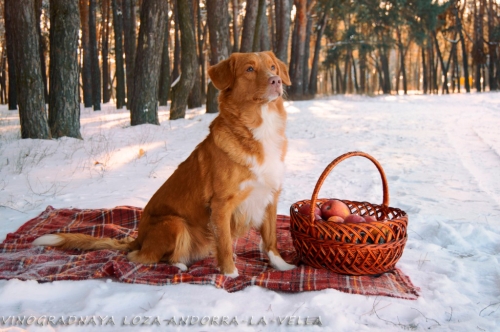 Vinogradnaya Loza Andorra-La-Vella