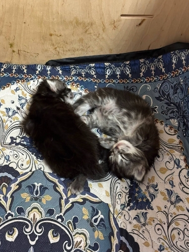 Кошенята Мейн Куни