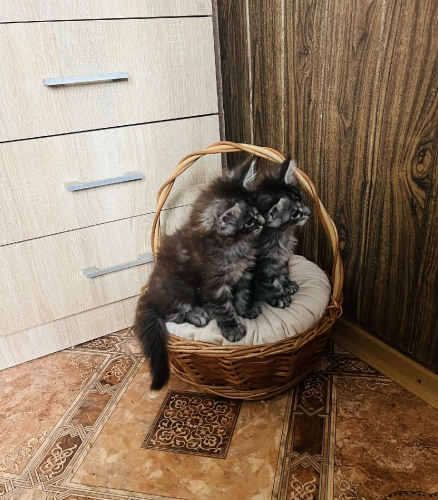 Кішка