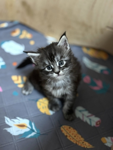 Кошенята Мейн Куни