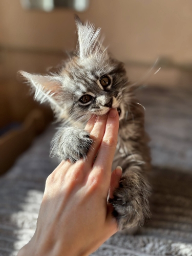 Кошенята Мейн Куни