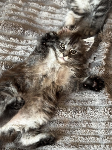 Кошенята Мейн Куни
