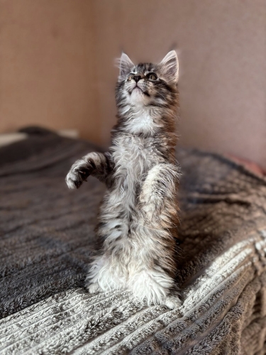 Кошенята Мейн Куни
