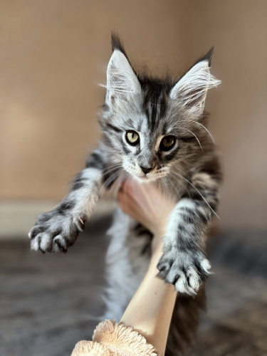 Кошенята Мейн Куни