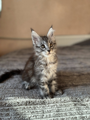 Кошенята Мейн Куни