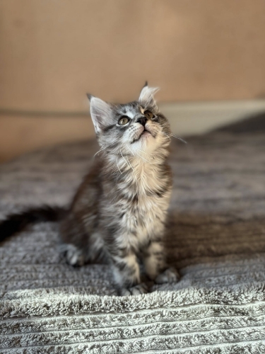 Кошенята Мейн Куни