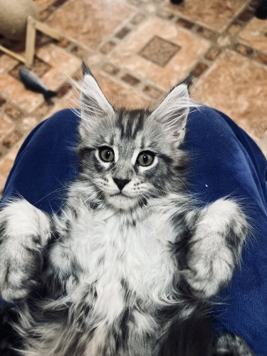 Кошенята Мейн Куни
