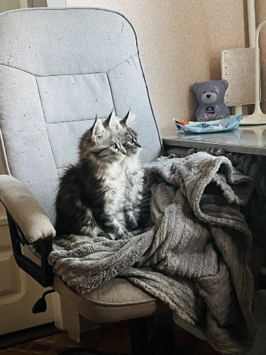 Кошенята Мейн Куни