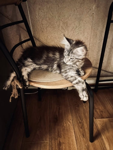 Кошенята Мейн Куни