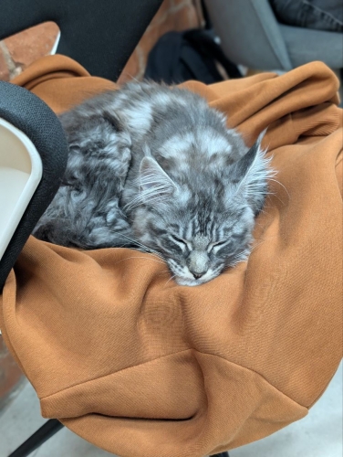 Кошенята Мейн Куни