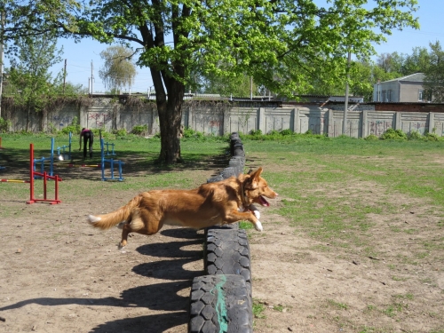 Аджилити